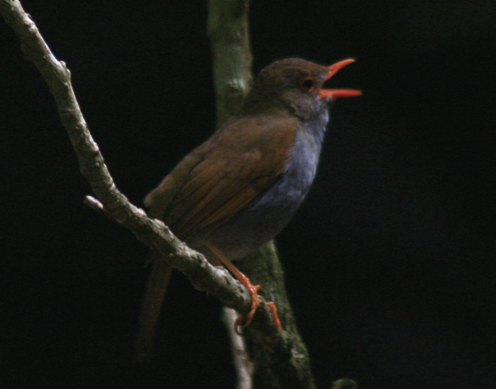 nightingale bird flying. into recording ird songs.